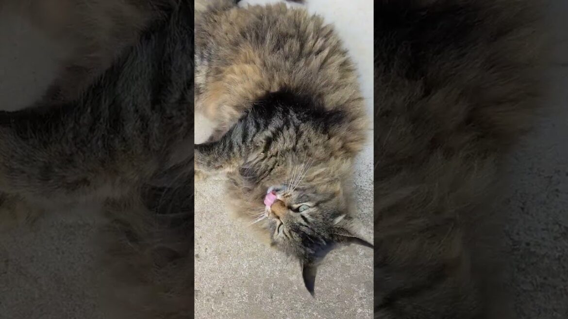 メインクーンミックスの鳴き声