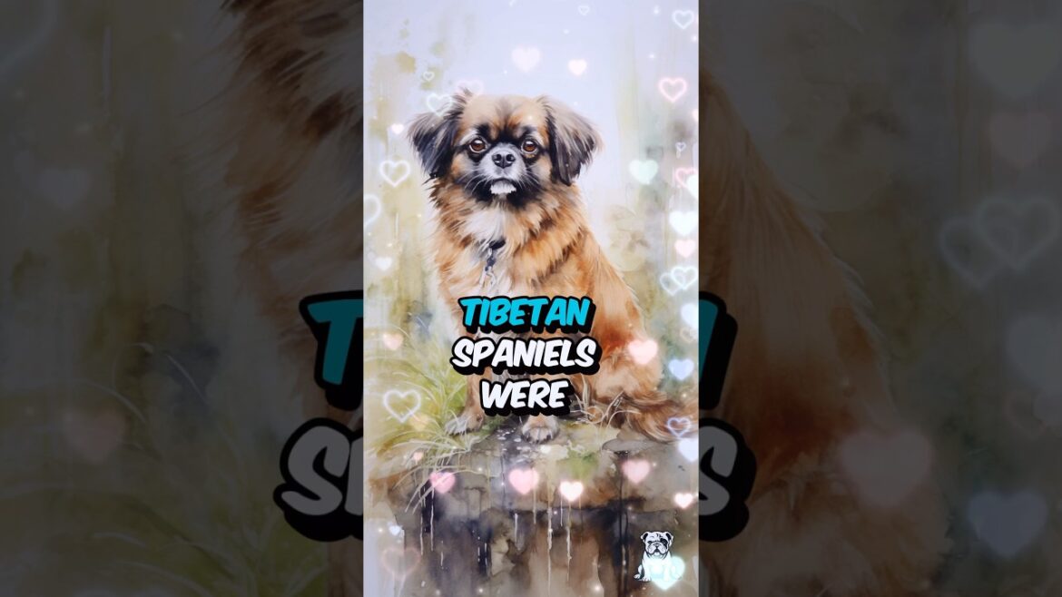 3 Fun Facts About Tibetan Spaniel Dogs #shorts #dogfacts #tibetanspaniel #doglovers