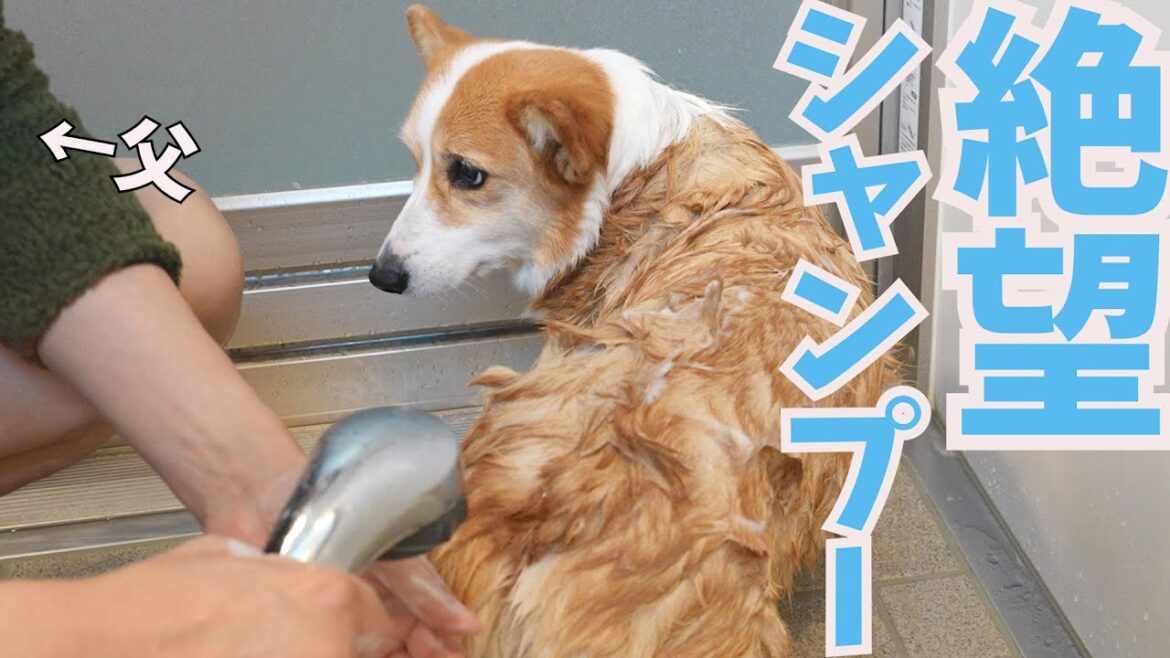 いつもシャンプーに絶望している愛犬。大好きな父がシャンプーしたらこうなった