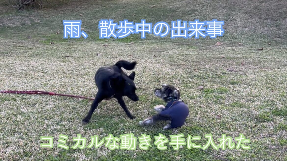 コミカルな動きをする雨【ミニチュアシュナウザー】 コミカルな動きをする雨【ミニチュアシュナウザー】