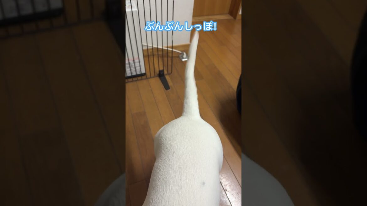 ぶんぶんしっぽ！ #ブルテリア #ミニチュアブルテリア #ペット #かわいい #犬のいる暮らし #dog #bullterrier #vlog #癒し #しっぽ