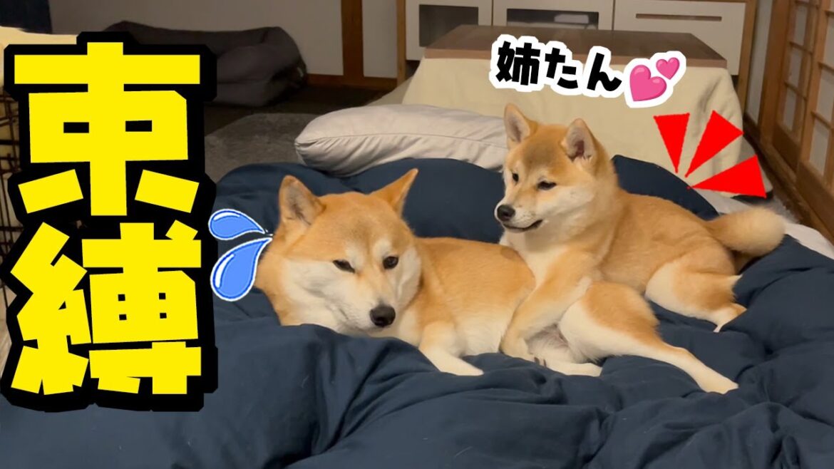 姉柴犬が大好きすぎて妹犬が離れなくなってしまいました…