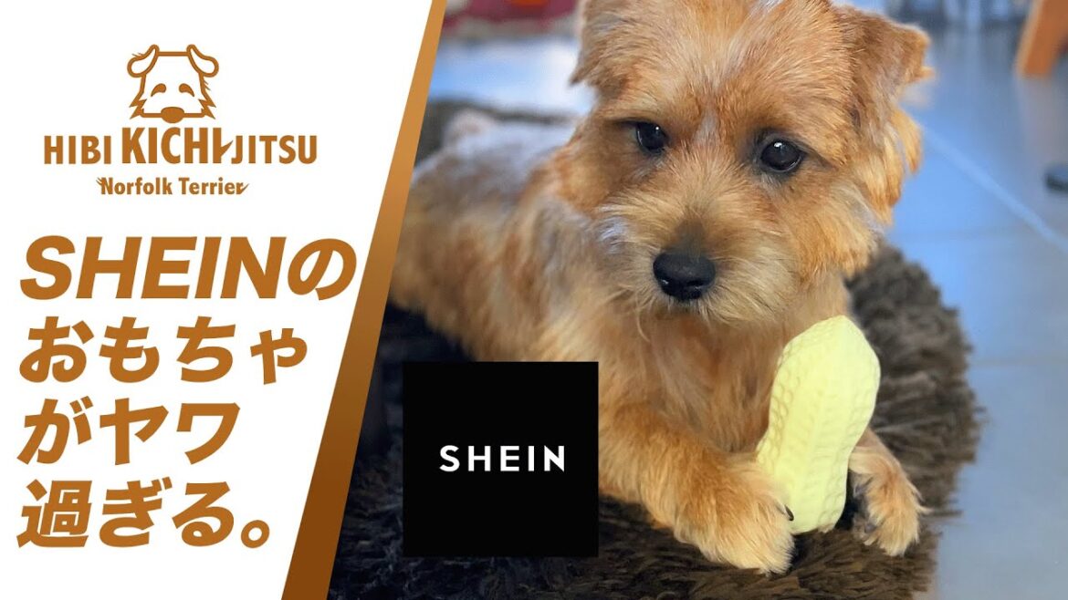 愛犬キチ SHEIN 犬用玩具【おもちゃ ノーフォークテリア  norfolkterrier  犬 dog  kichi 】