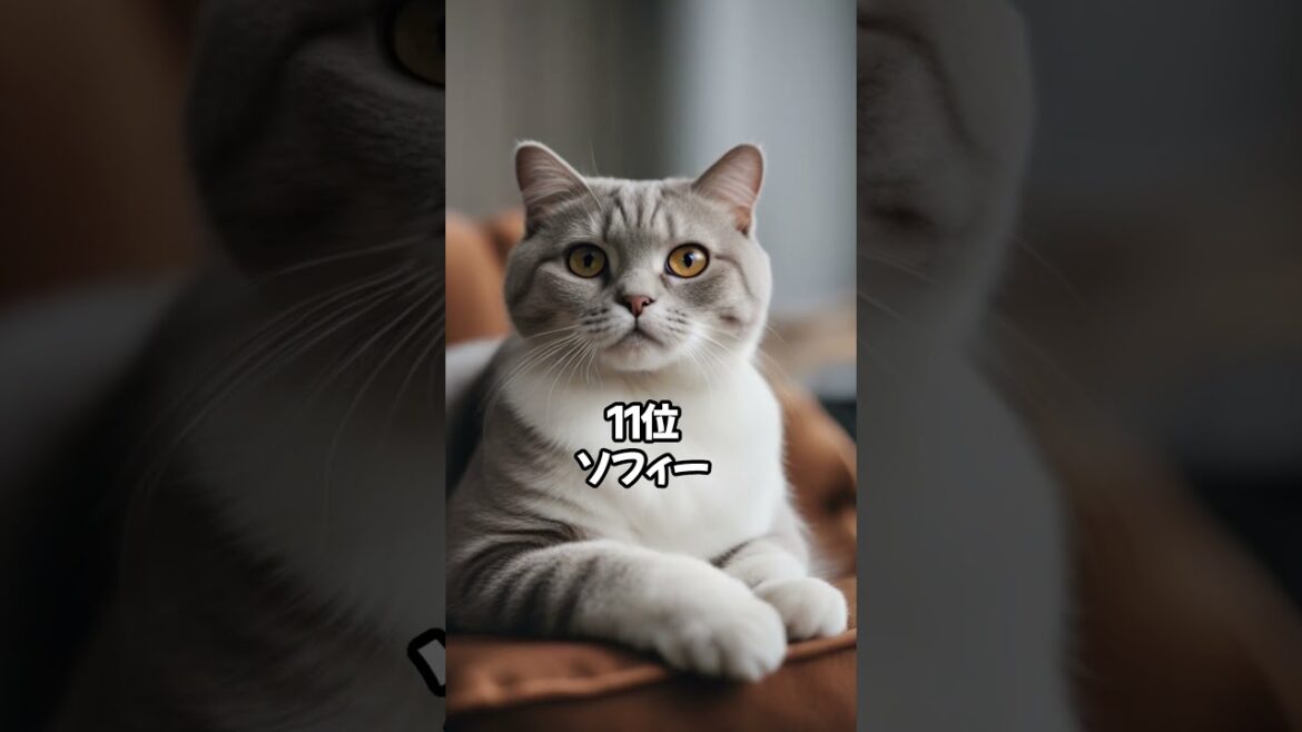 【人気の猫】スコティッシュフォールドに多い名前ベスト20 #shorts