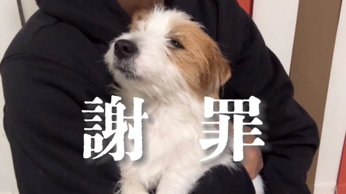 事故を起こしてしまいました#ジャックラッセルテリア