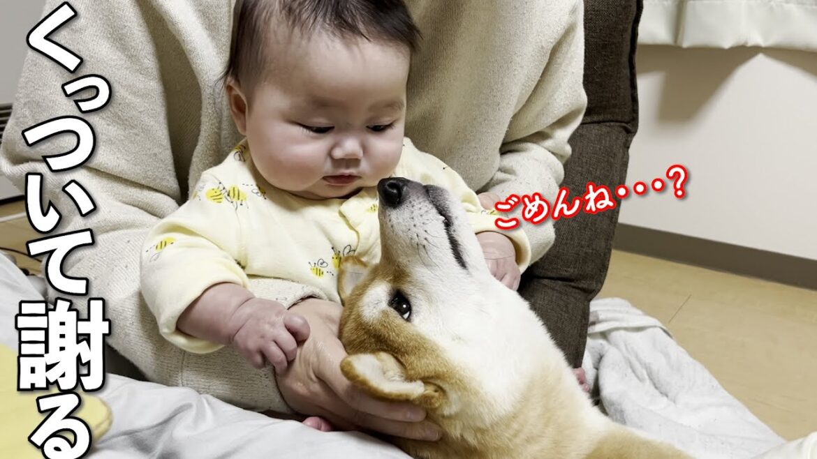 赤ちゃんを泣かせてしまい、気になって寄り添う柴犬
