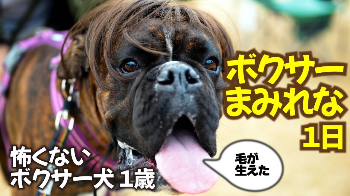 ボクサー犬が集まって楽しく遊んだ一日