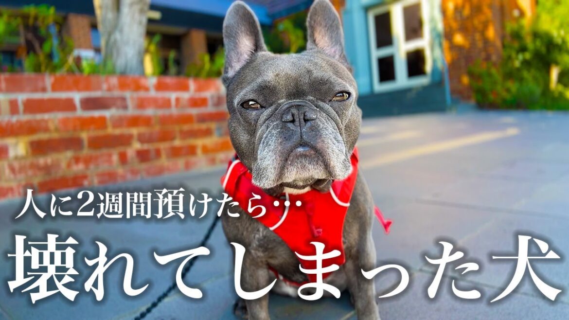 愛犬を人に2週間預けたのです【日本一時帰国から驚きの再会】