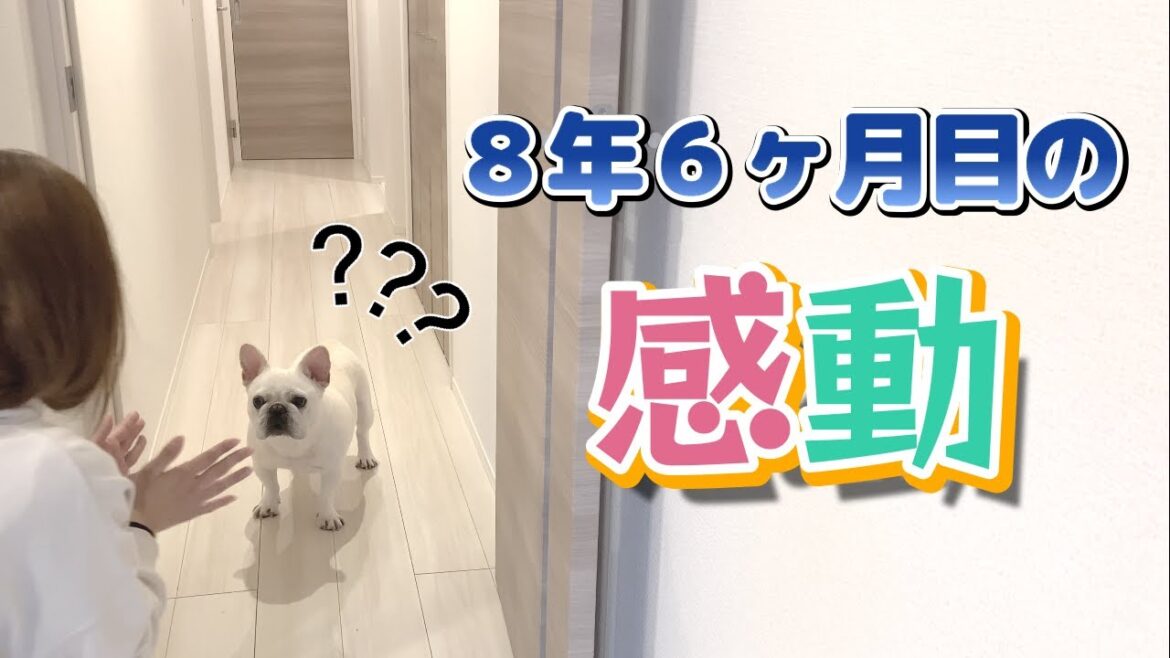 気付いてしまった…新たな一面を…ｗｗｗ【フレンチブルドッグ frenchbulldog】