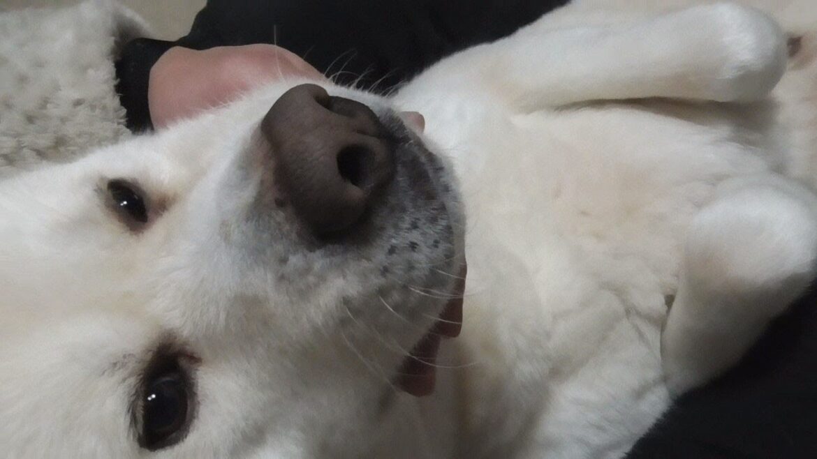 【秋田犬ゆうき】大好きな飼い主に叱られるのは一番応えるのでこの世の終わりが来たくらいにへこむ【akita dog】