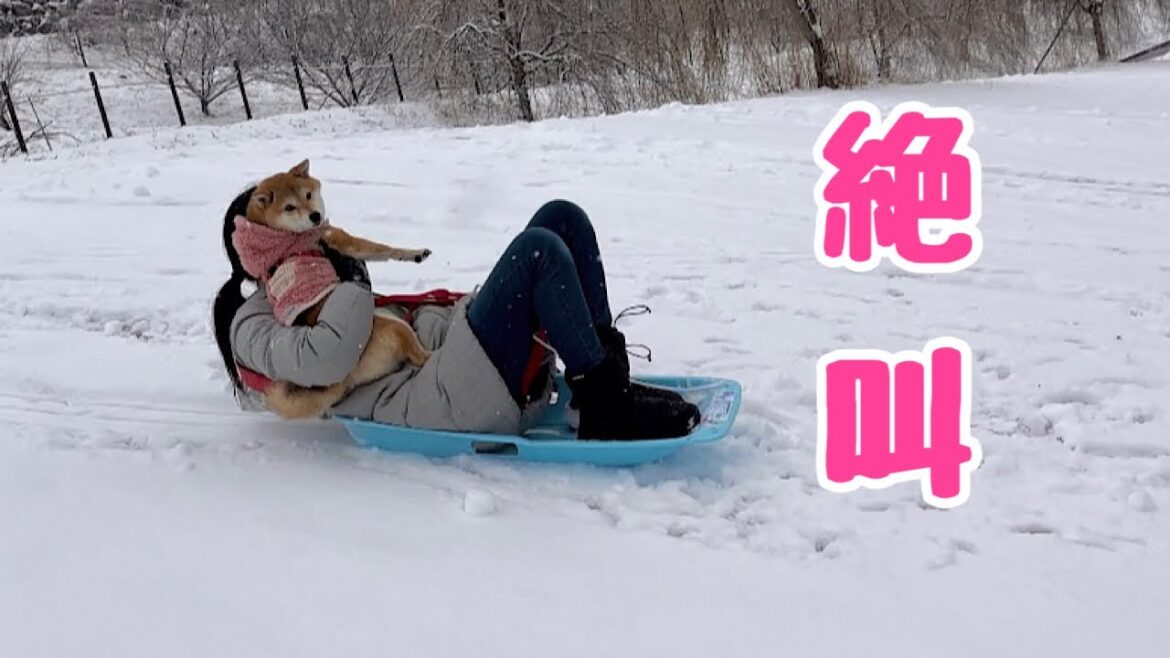 絶叫ソリに愛犬と乗ったら派手にズッコケて撃沈…心配してくれた弟柴犬が優しすぎました