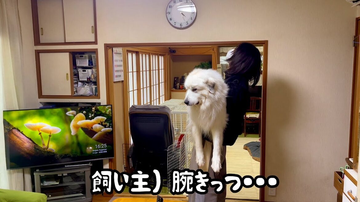 190cm女型っぽい男の巨人に連行される哀れな超大型犬【体重測定編】