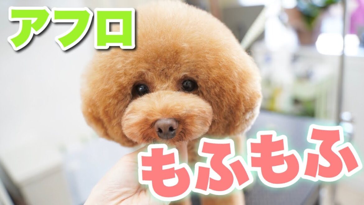 【トリミング解説】トイプードルのアフロカット
