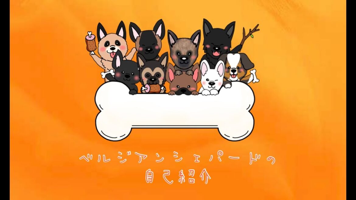 愛犬自己紹介第四弾『ベルジアンシェパード』in デンマークの島暮らし