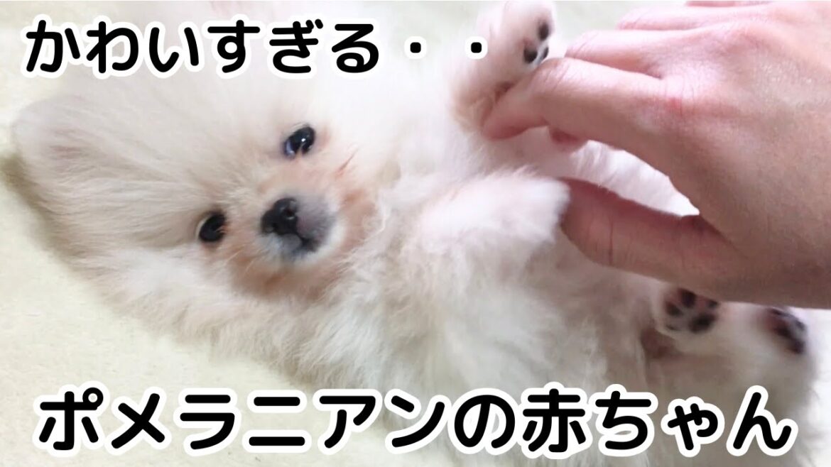 わが家に来て3日目♪ポメラニアンの赤ちゃんの様子