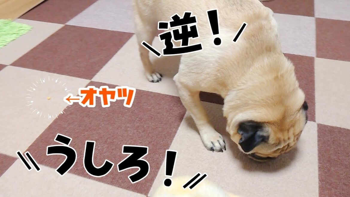 わざとやってるようにしか思えないくらいオヤツが見つけられないうちのパグｗ｜高難易度ミッションぺろ吉のオヤツ探し｜