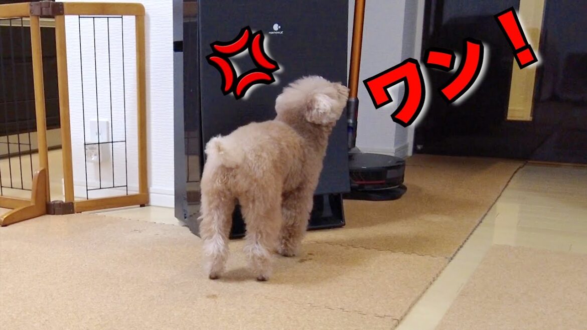 リビングでパパを見送ろうとしたら玄関で送りたい忠犬がキレました【トイプードル】