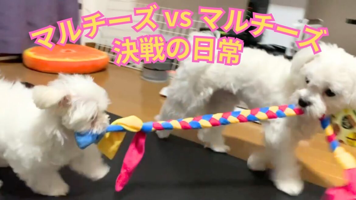 マルチーズ vs マルチーズ～決戦の日常～