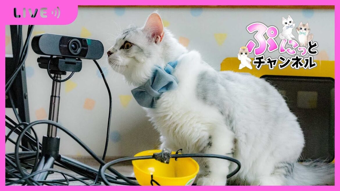 可愛い猫ちゃんライブ配信♪2024/02/23 可愛い猫ちゃんライブ配信♪2024/02/23