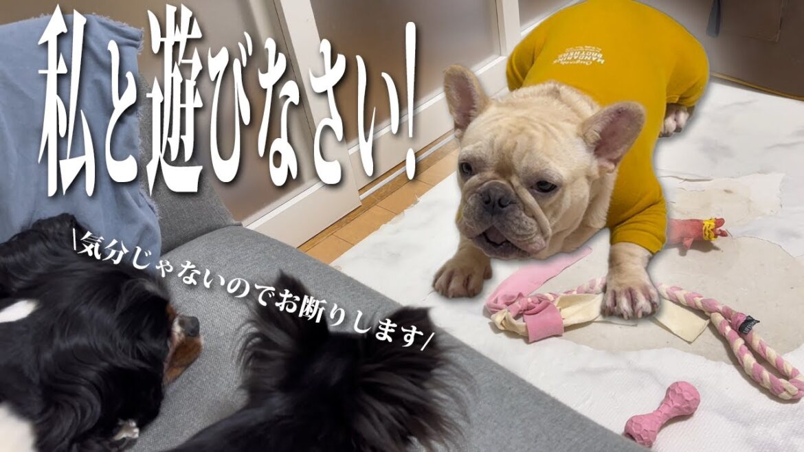 【レア映像】普段大人しい先住犬が後輩犬を遊びに誘う姿を公開！遊びの誘い方が独特すぎてww