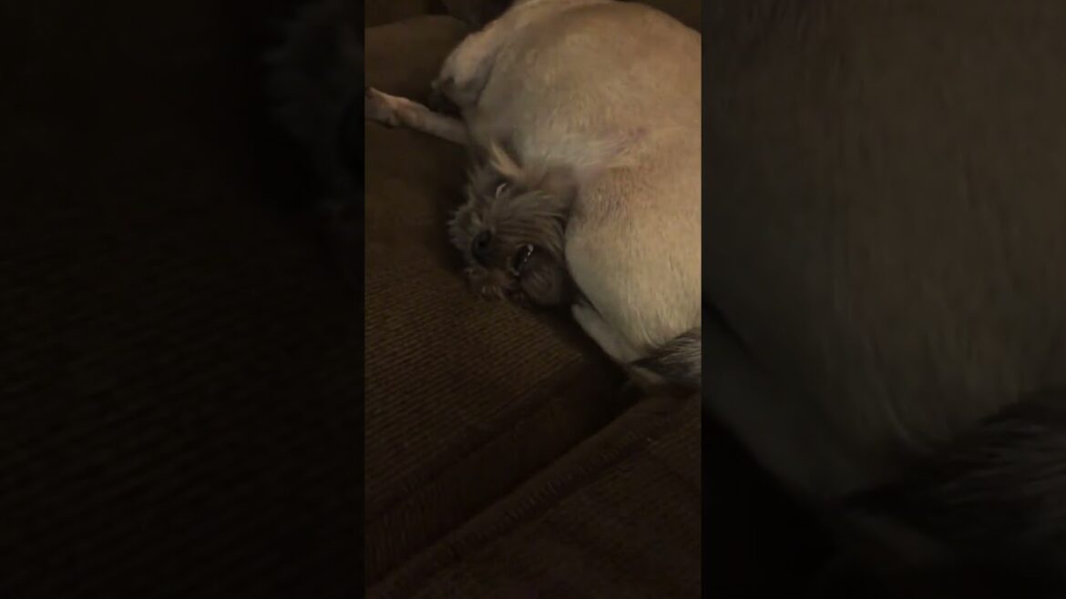 パグ見て癒されたら寝ろｗｗｗ #動物 #犬 #パグ #2ch動物スレ