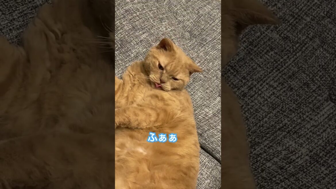 眠い #セルカークレックス #ねこ動画 #shorts