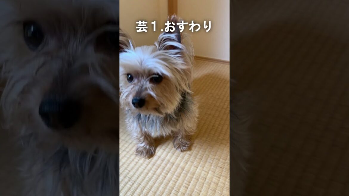 【第一話】チップに芸をやらせたい！#shorts #ヨーキー #ショートドラマ