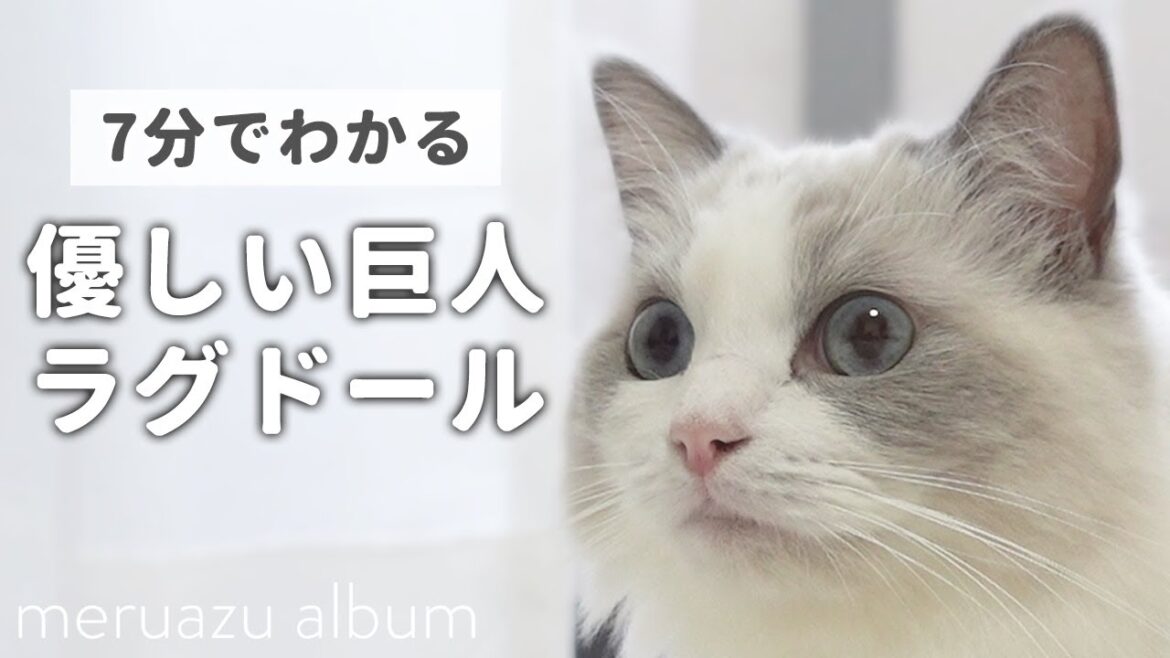 ラグドールは本当に抱っこが好き？ぬいぐるみと呼ばれる猫の性格と特徴
