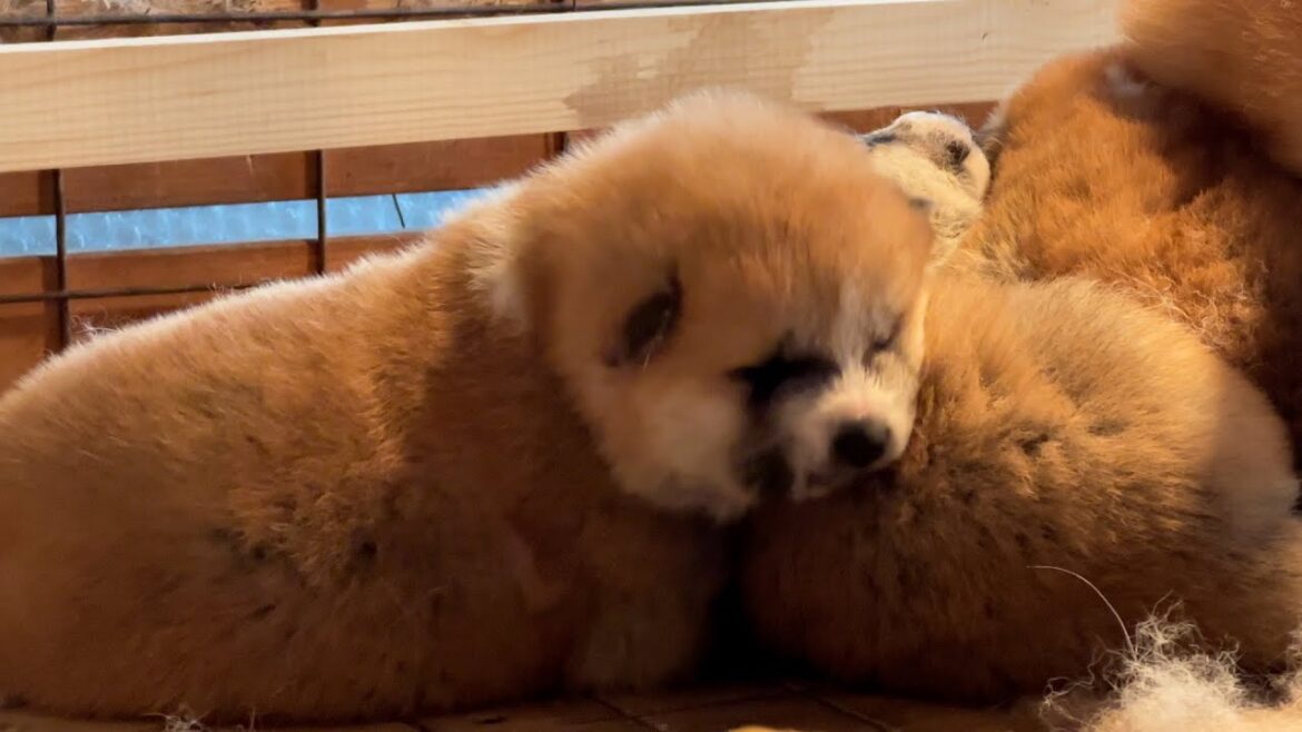 秋田犬の家族＃5　ムチムチのよちよち歩き