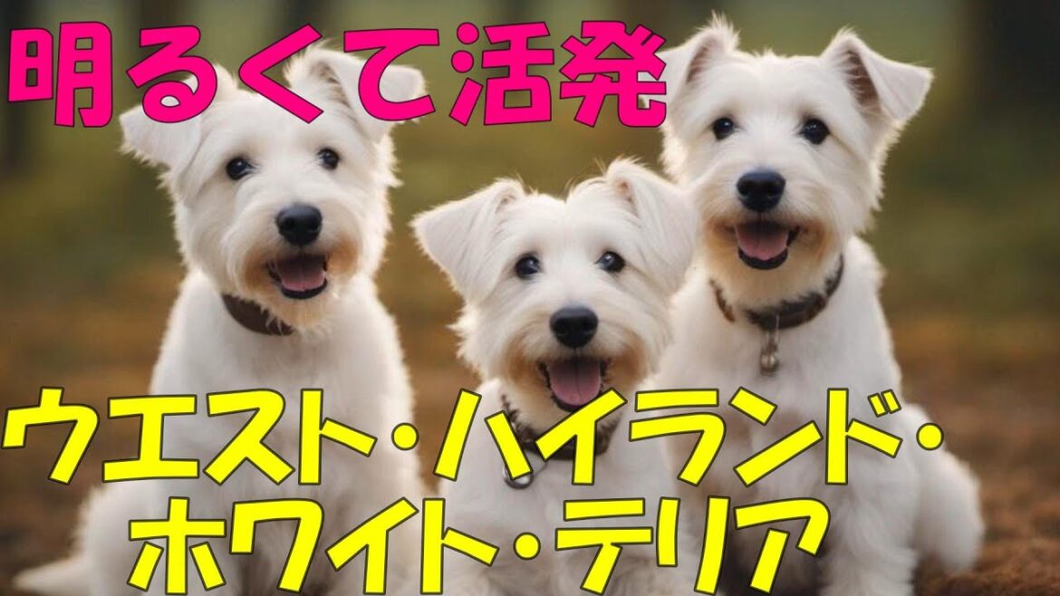 明るく活発な【ウエスト・ハイランド・ホワイト・テリア】の魅力と飼育ガイド 明るく活発な【ウエスト・ハイランド・ホワイト・テリア】の魅力と飼育ガイド
