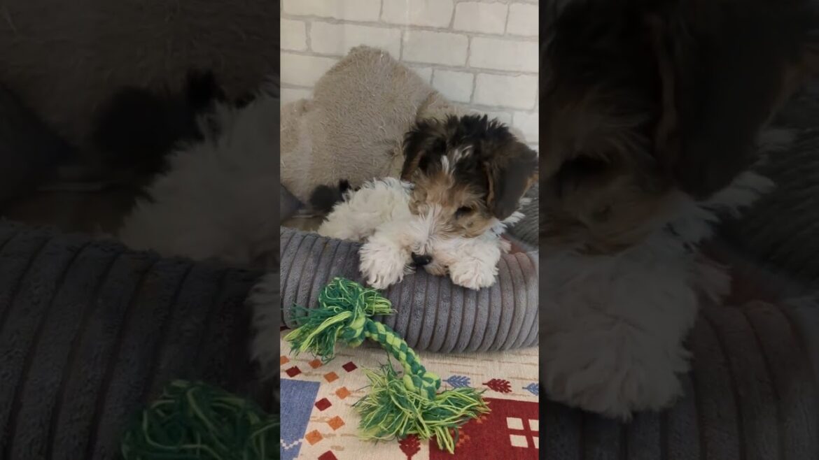 元イギリスのキツネ捕り犬！癒し子犬㉜〈ワイヤーフォックステリア〉【しずくん動画ショート】#ワイヤーフォックステリア#shots