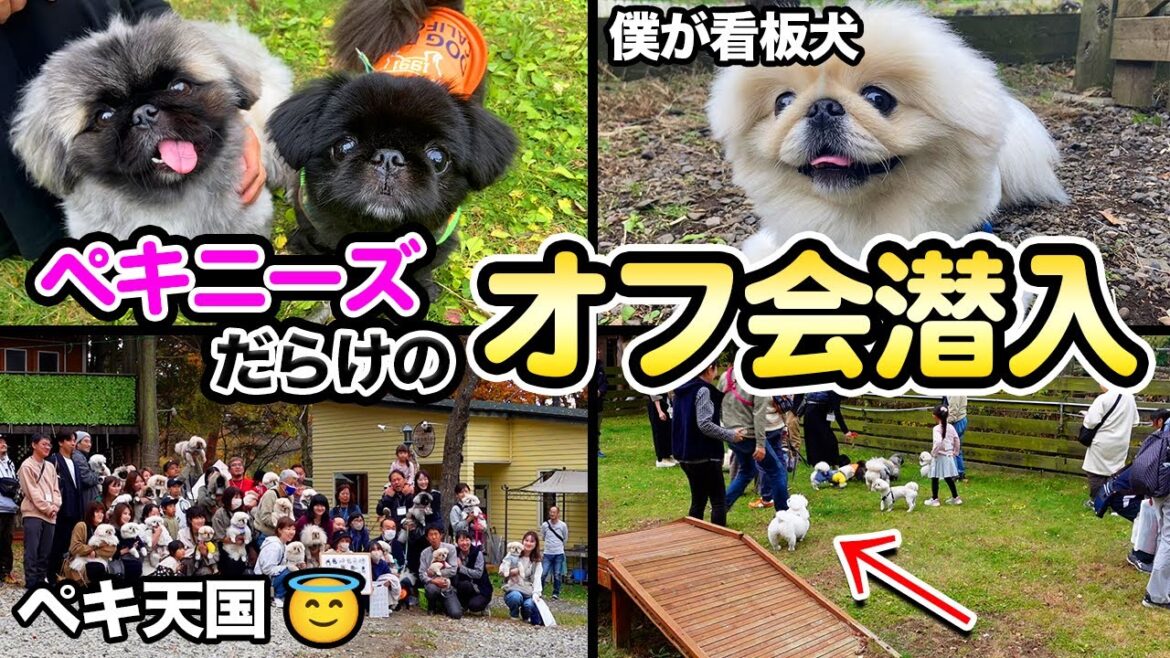 【同郷の子犬】ペキニーズのオフ会に参加したら癒されすぎた件❤️ 【同郷の子犬】ペキニーズのオフ会に参加したら癒されすぎた件❤️