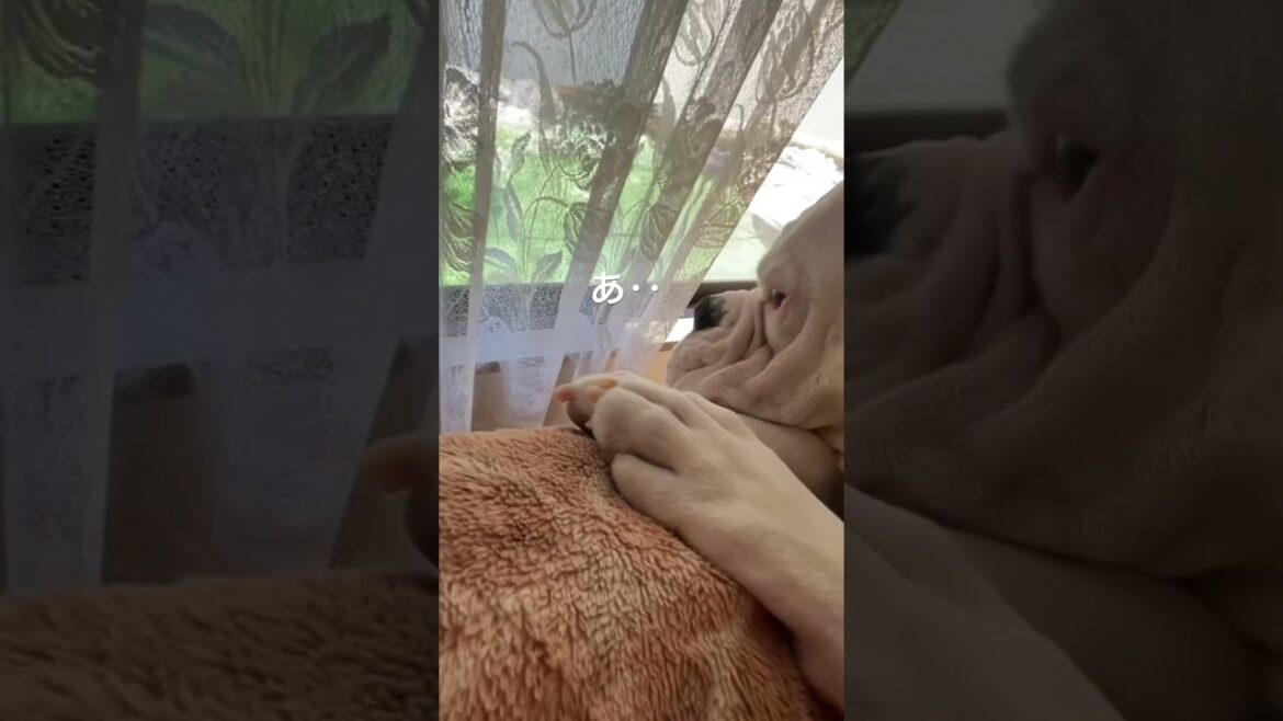 飼い主ー気づいてー‥ ボクサー犬