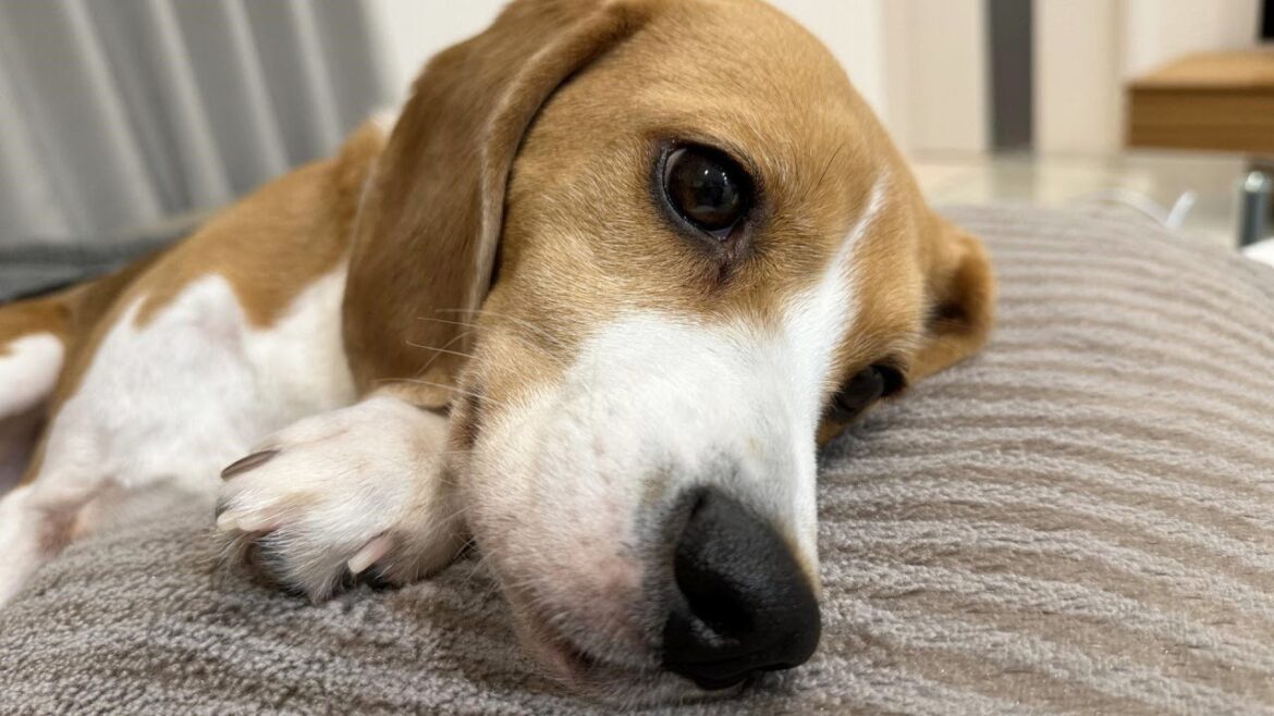 言葉が分かるようで分からないような微妙なビーグル犬