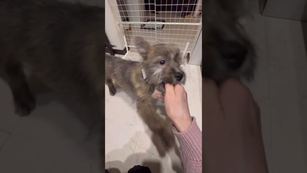 大型犬が飛び越えられない柵をラクラク飛び越える子犬がオモシロイ