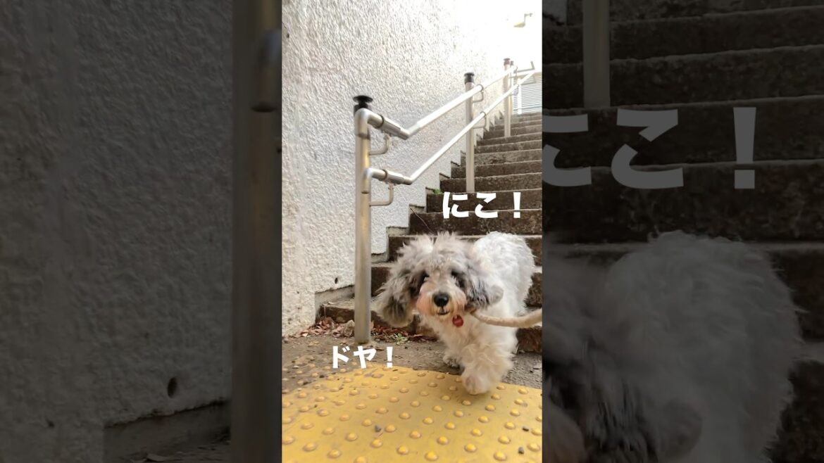 【14歳のシニア犬】ママ見て！階段じょうずに降りれたよ💨