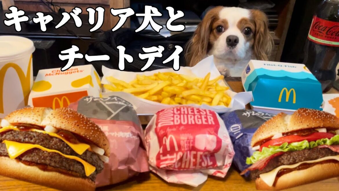 ダイエット中のキャバリア犬と一緒に爆食！大好きなものだけを食べるチートデイが最高すぎた…
