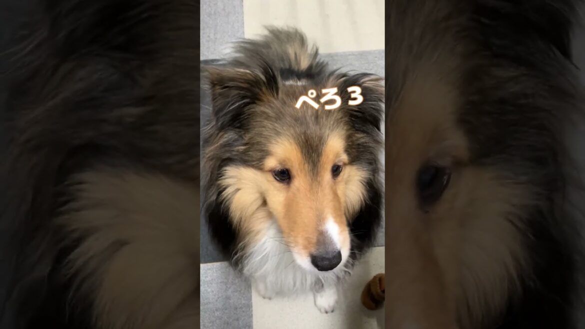 メロンが美味しくて何回もぺろぺろする犬【愛犬シェルティ キキvlog】 #犬　 #シェルティ　 #飼う