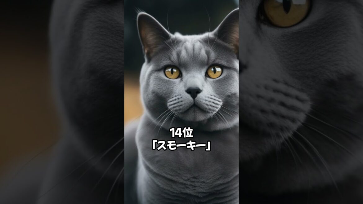 【人気の猫】シャルトリューに多い名前20 #shorts