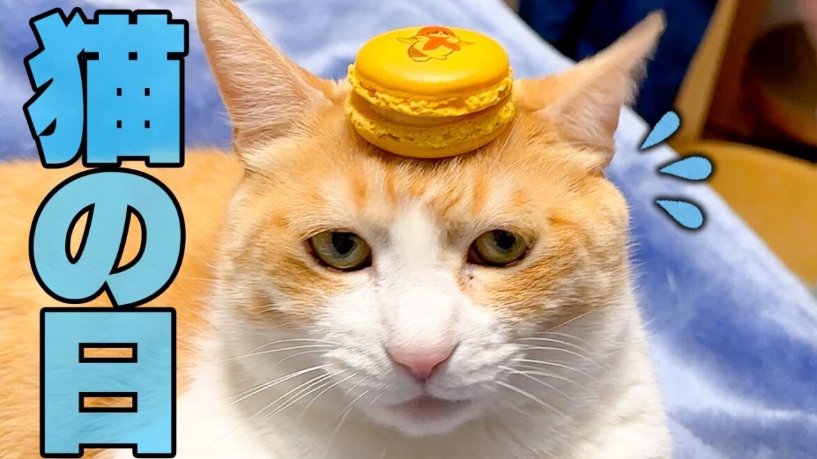 猫の日過ぎちゃったけど猫のマカロン買って猫の上に置いてみた