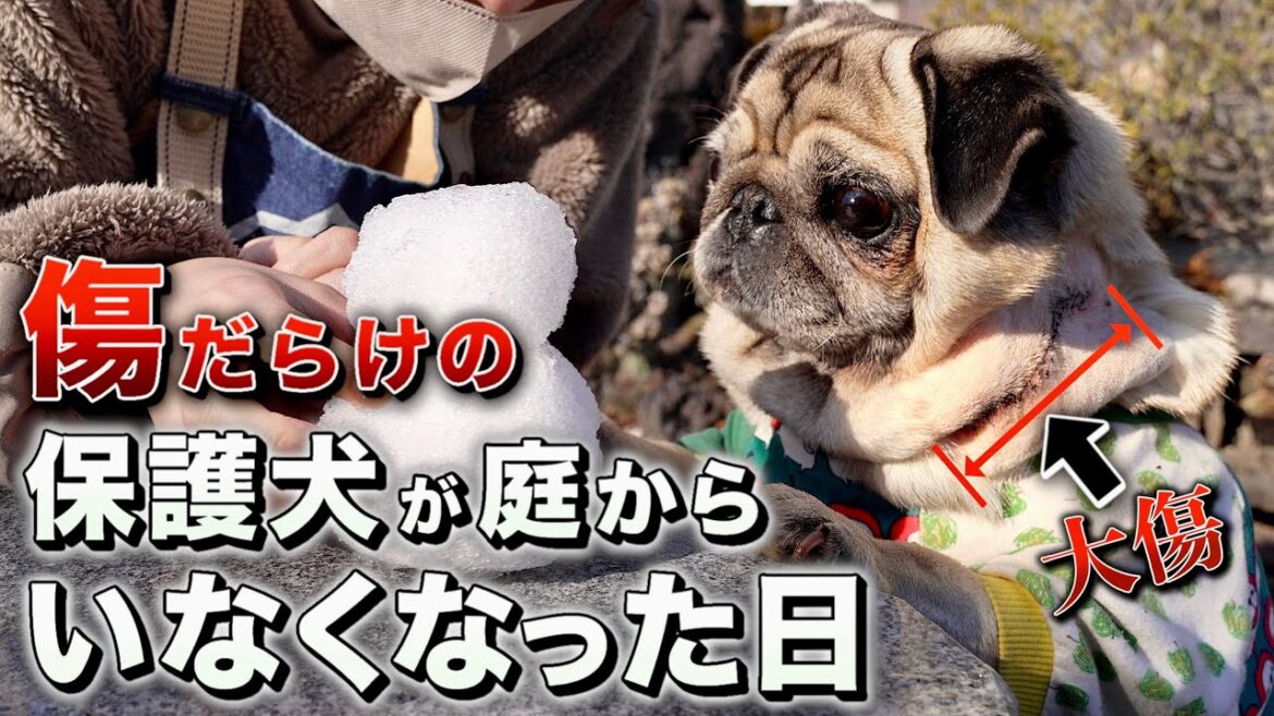 【尊すぎる行動に涙】癌転移有無の報告/まだあった…衝撃の手術の代償を大公開/保護犬パグとの暮らし/PUG LIFE