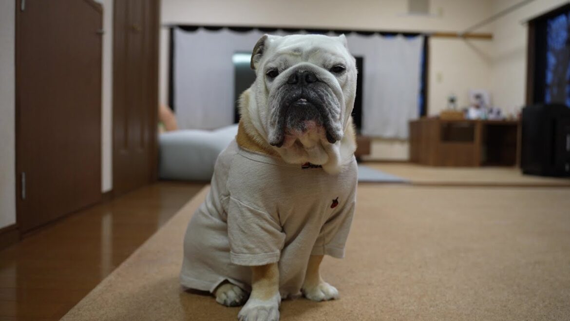 皆さまお久しぶりです♪ぶるまるからみなさんにお知らせがあります♪