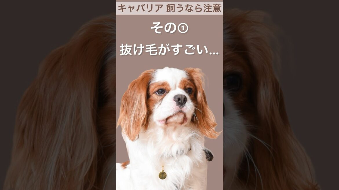 【キャバリア】飼うなら注意！その① #shorts
