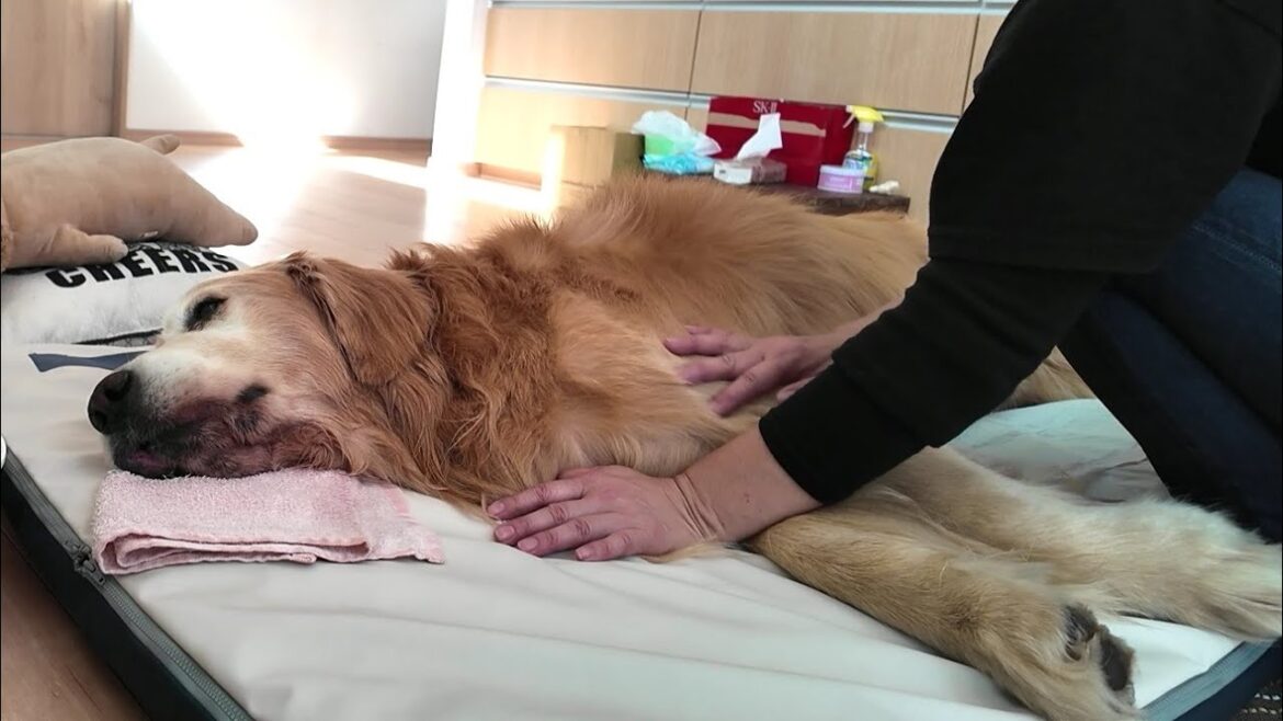 【亡くなる５日前】治療の痛みで悲鳴をあげる。どうする事も出来ない現実。【Golden Retriever japan】
