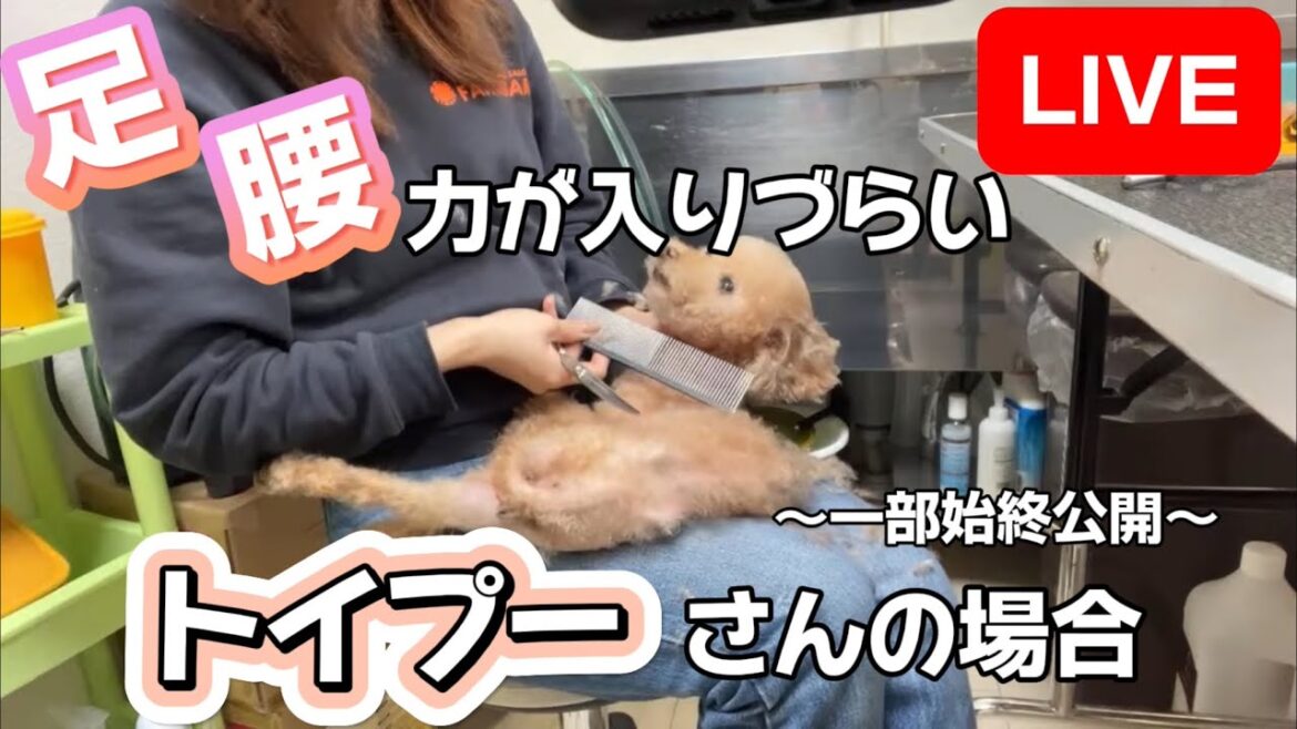 足腰に力が入りづらいトイプードルさん美容LIVE！