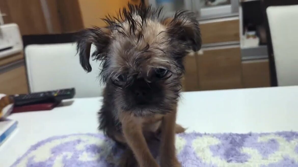 ブリュッセルグリフォン 可愛い男の子 ブリュッセルグリフォン 可愛い男の子