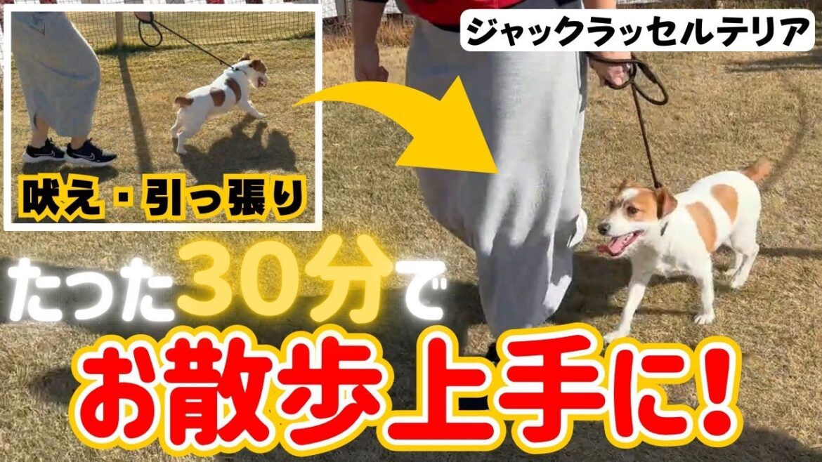【犬しつけ】【吠える】お散歩で引っ張る、吠えるを直したい!基本の散歩の仕方をマスターしてお散歩上手になれる★【ジャックラッセルテリア】 【犬しつけ】【吠える】お散歩で引っ張る、吠えるを直したい!基本の散歩の仕方をマスターしてお散歩上手になれる★【ジャックラッセルテリア】