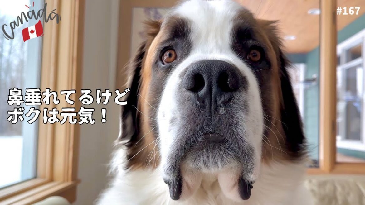 セントバーナード・ボウ完全復活/超大型犬 3頭とカナダで田舎暮らし・海外生活 セントバーナード・ボウ完全復活/超大型犬 3頭とカナダで田舎暮らし・海外生活