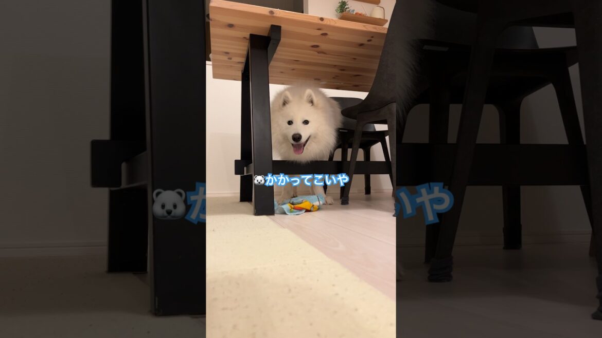 喧嘩を売るサモエドさん #サモエド #ムーン #犬のいる暮らし #サモエド子犬