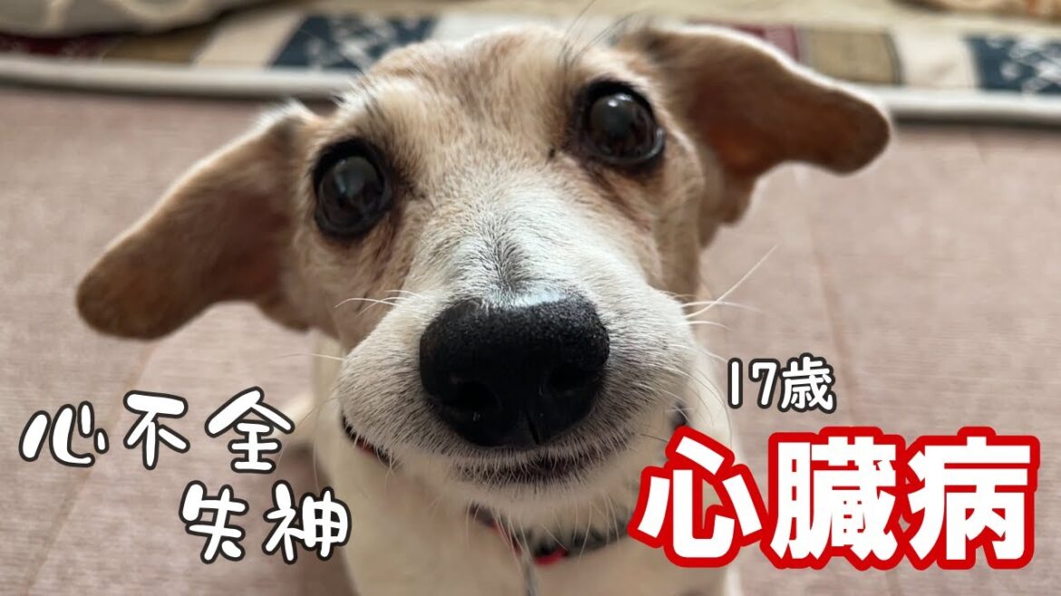 【17歳シニア犬】心臓病の飲み薬が増えてしまいました